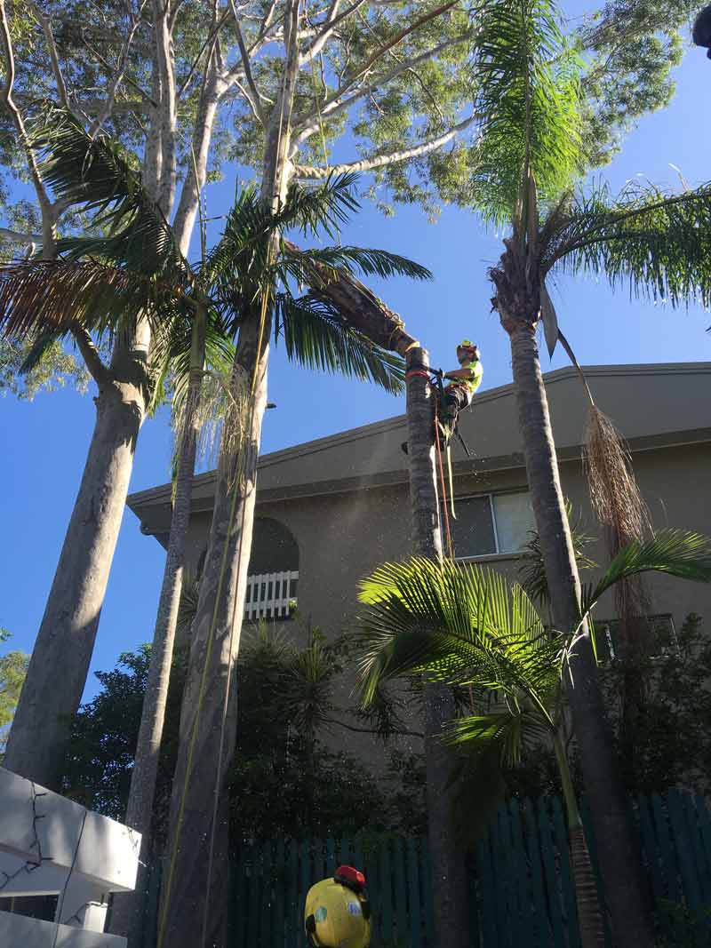 man in tree