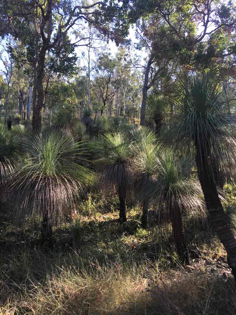 australian trees
