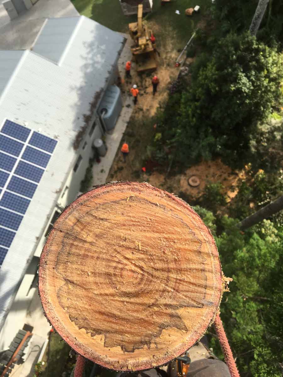 high up tree cut