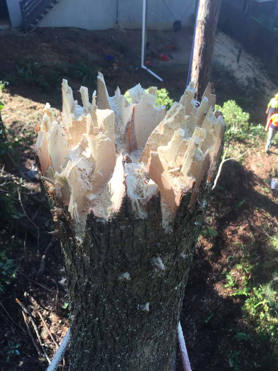 close up of broken tree stump