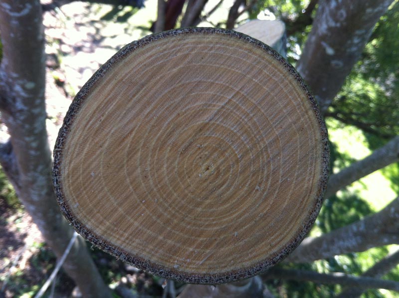 tree trings