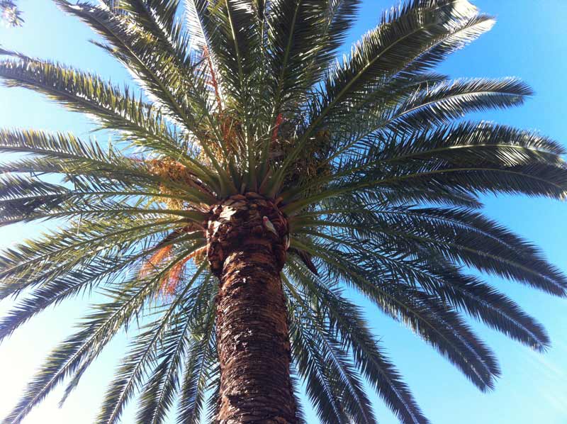 palm tree