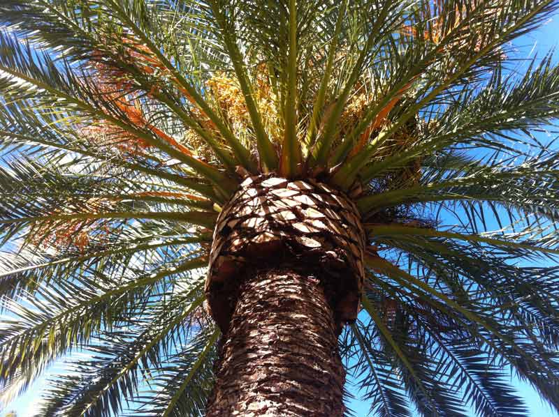 close up palm tree
