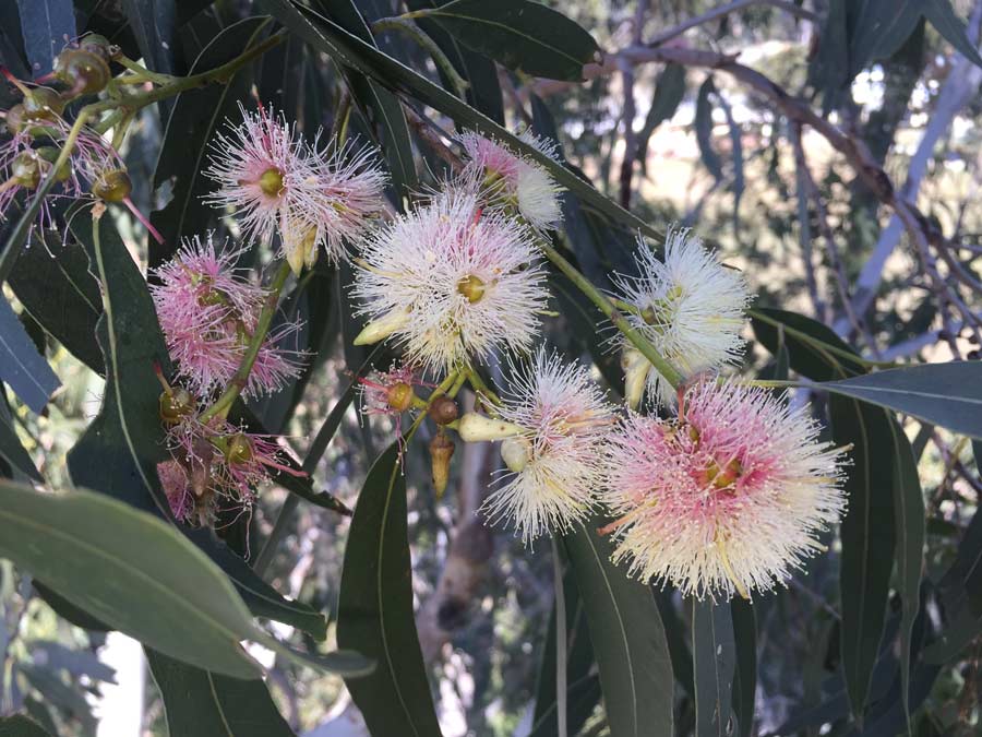 pointy pink flowers