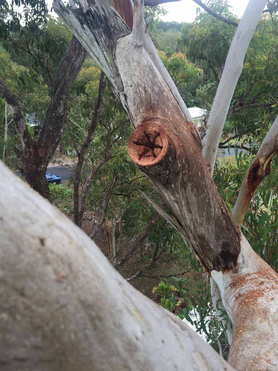 tree cutting