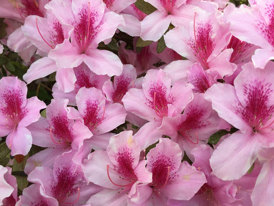 pink and white flowers