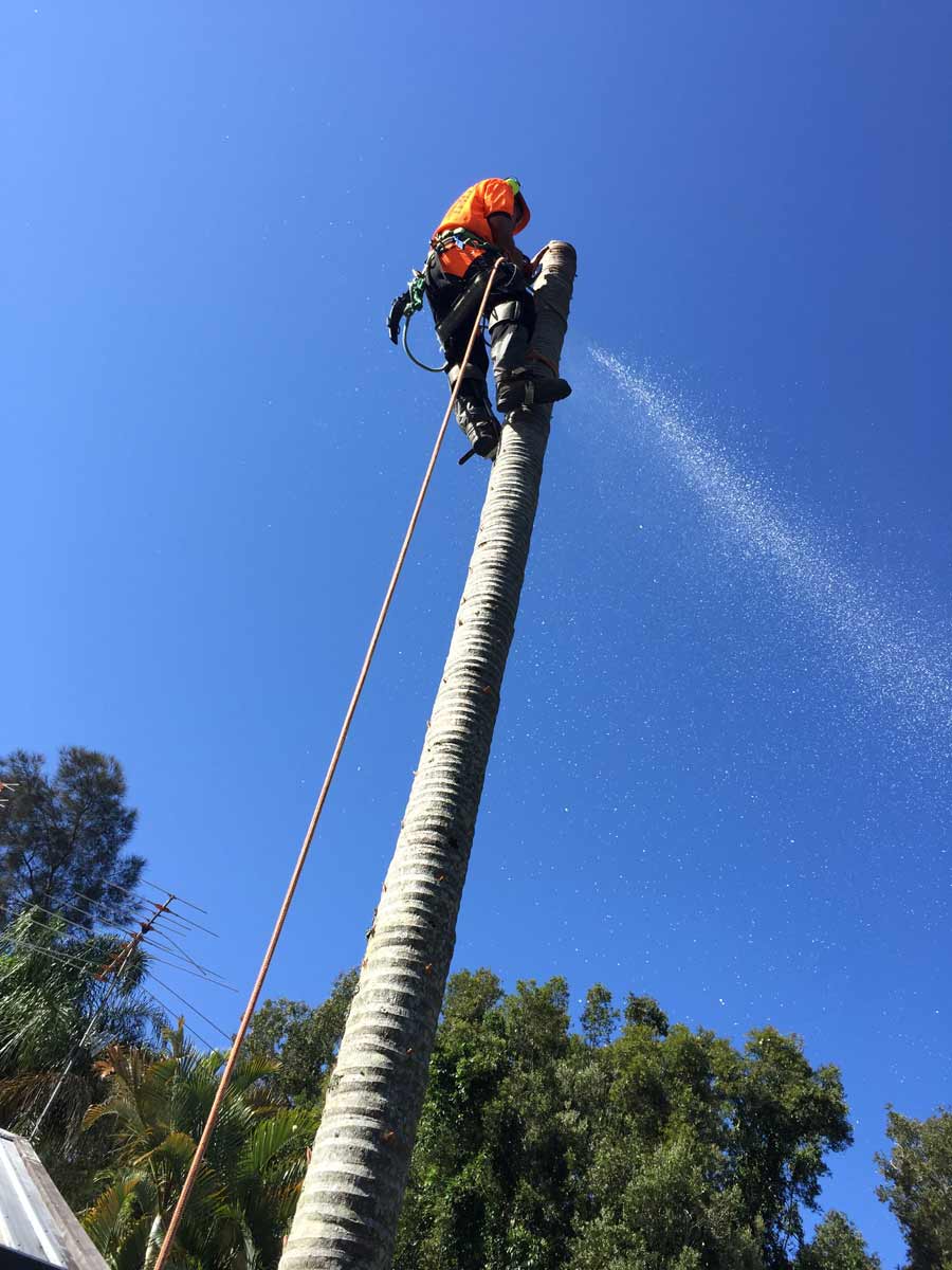 man sawing into tree