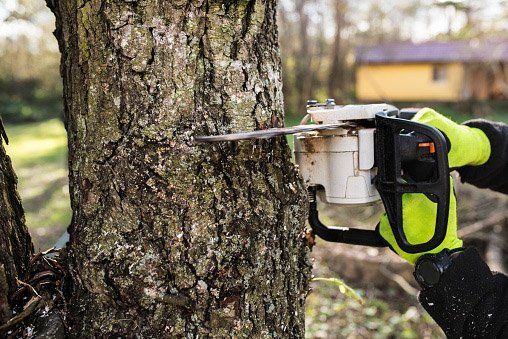 cutting tree trunk with chainsaw