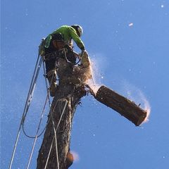 Tree services on the Sunshine Coast