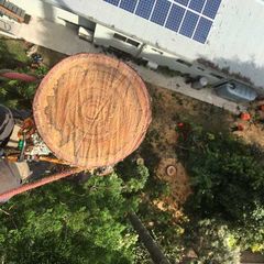 tree felling