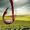 produzione vini rossi produzione vini rossi