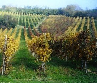 azienda agricola