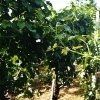 vendita bottiglie vino