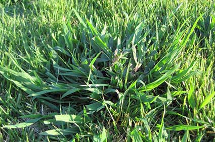 Crabgrass Control Crabgrass Control