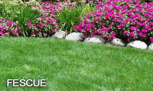 Fescue Grass Fescue Grass