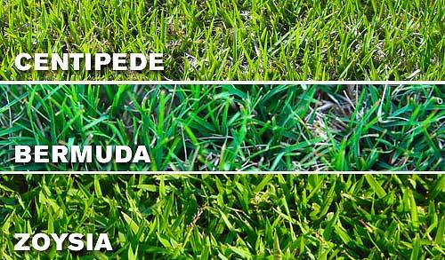 Bermuda, Centipede, and Zoysia Grass Bermuda, Centipede, and Zoysia Grass