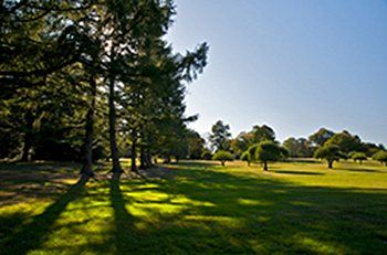 affordable tree services affordable tree services