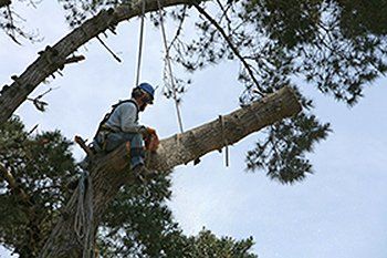 tree pruning services tree pruning services