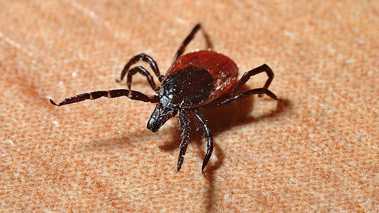 ticks, tick disease