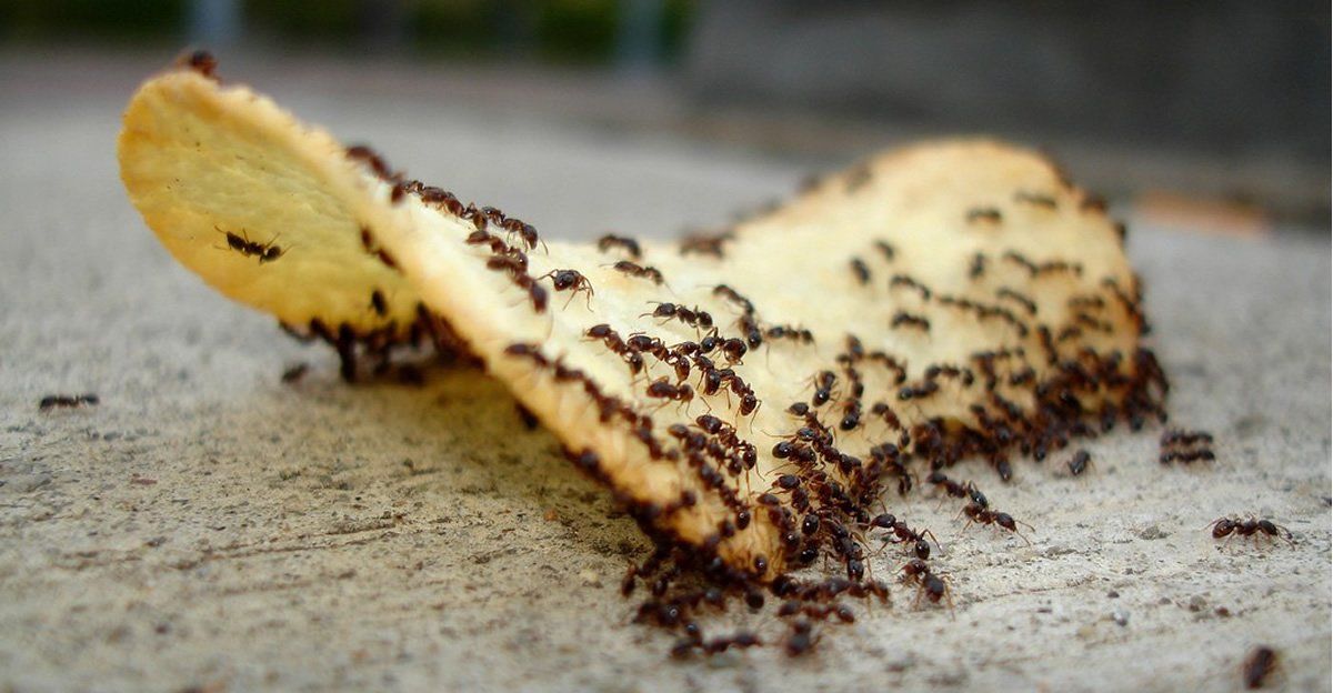 ant pest control