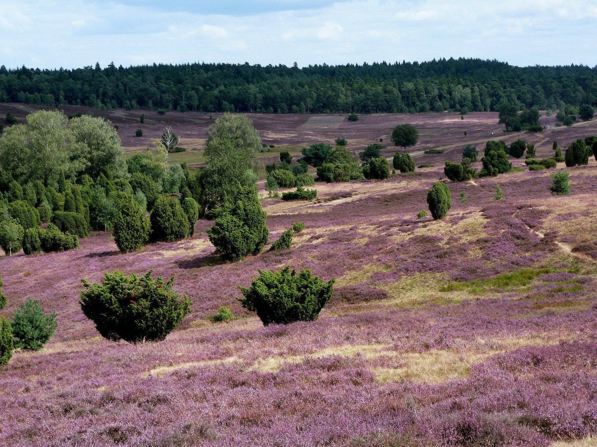Ein Feld aus lila Blumen mit Bäumen im Hintergrund
