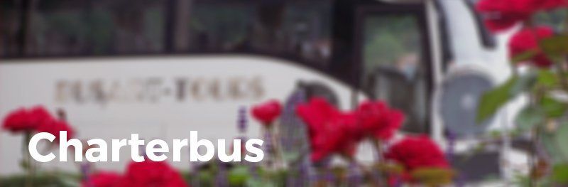Ein weißer Charterbus parkt vor einem Busch roter Rosen.