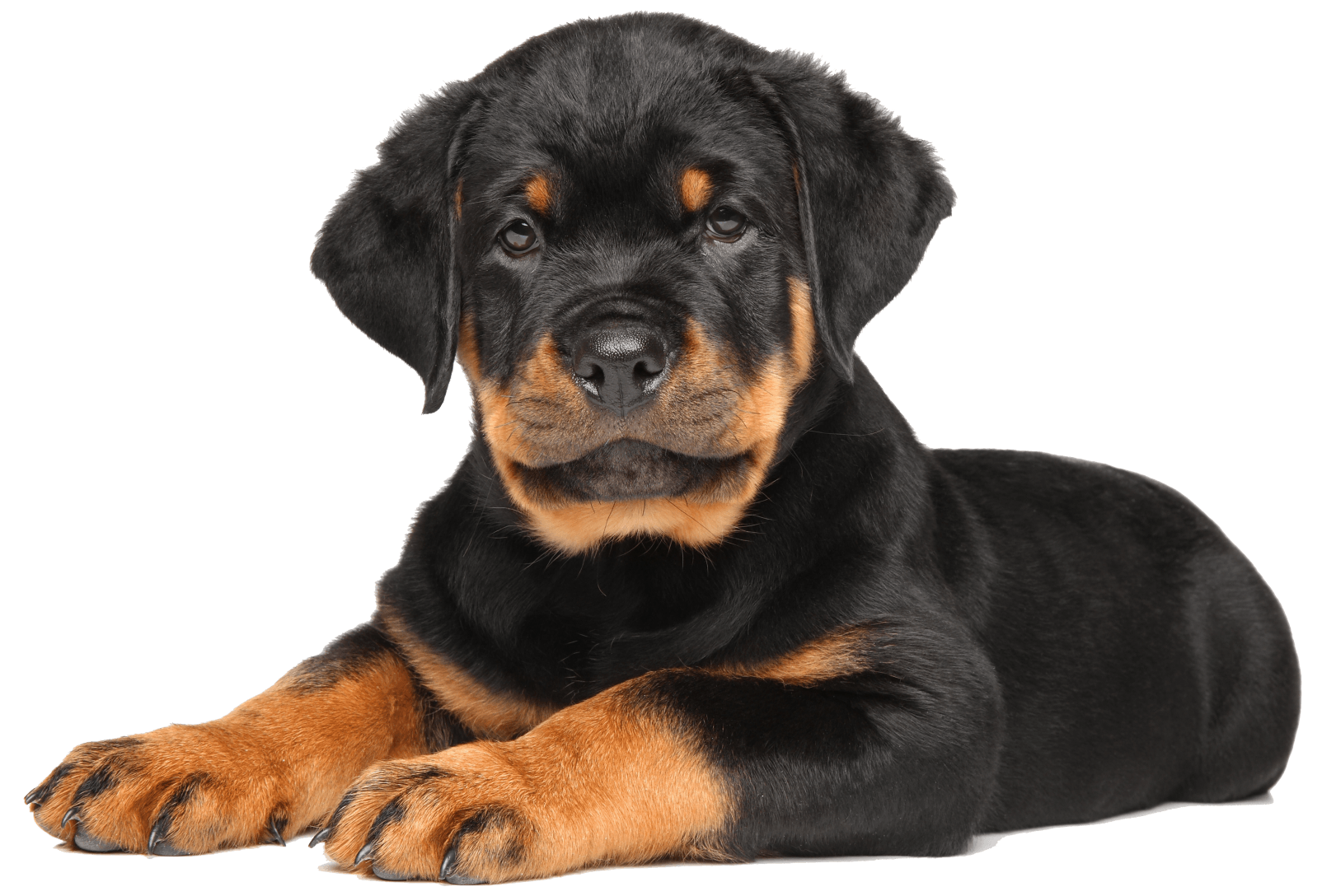 Austrian Black and Tan Hound