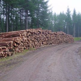 Timber Harvesting