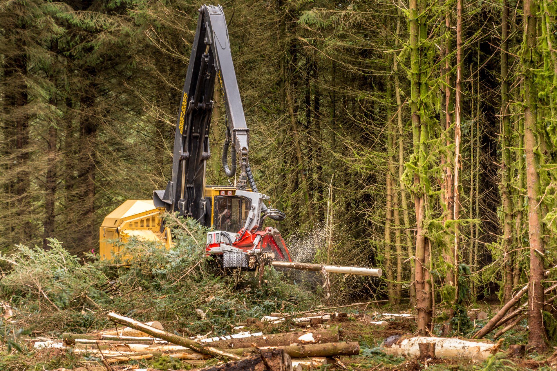 Timber production