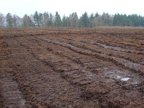 peatland restoration