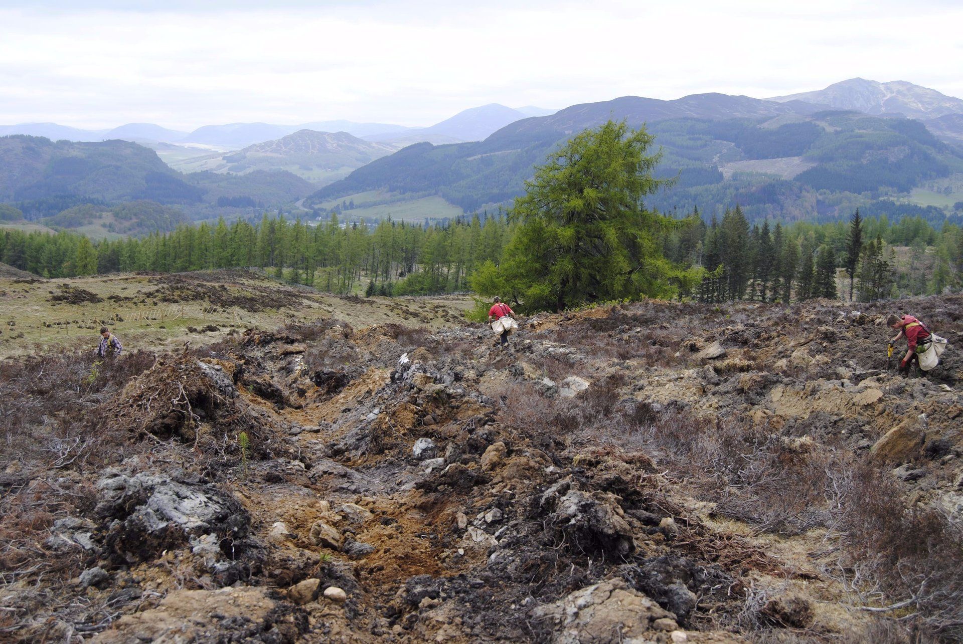 Forest management