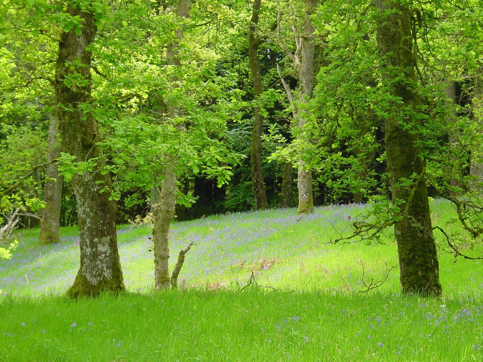 Managing woodlands