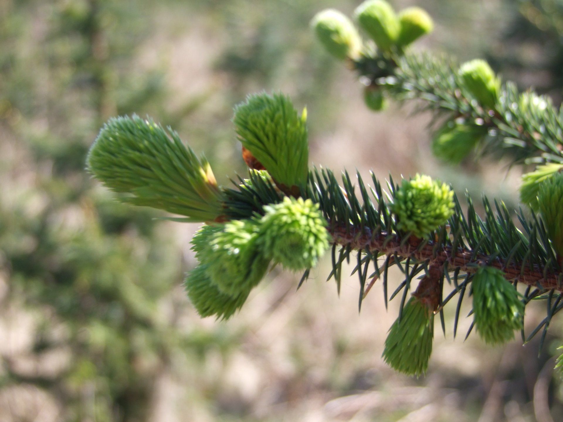 forest management