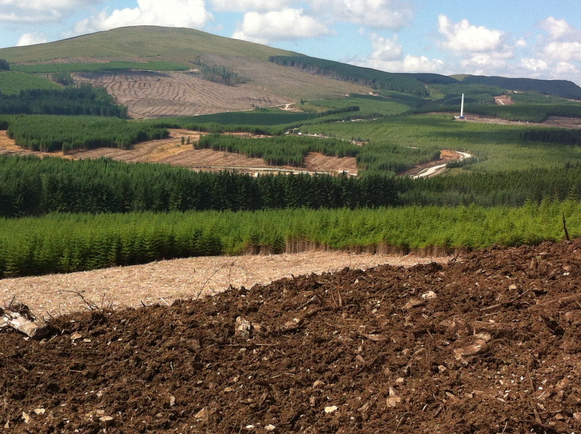 Timber production