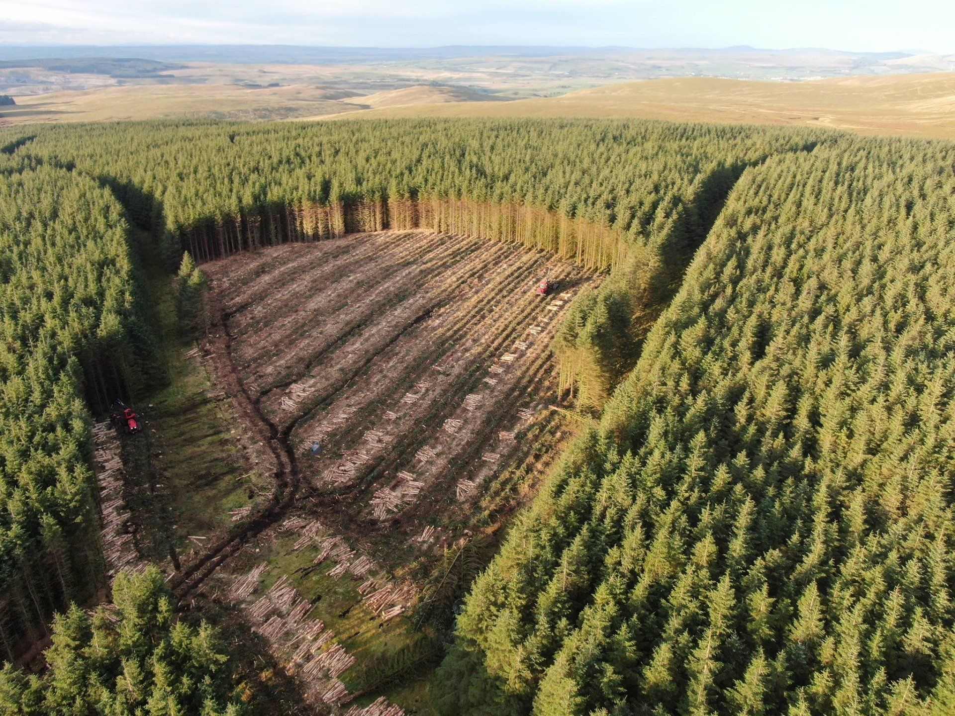 Timber production