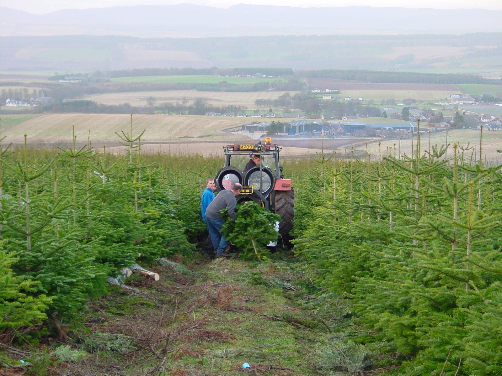 Christmas tree growers