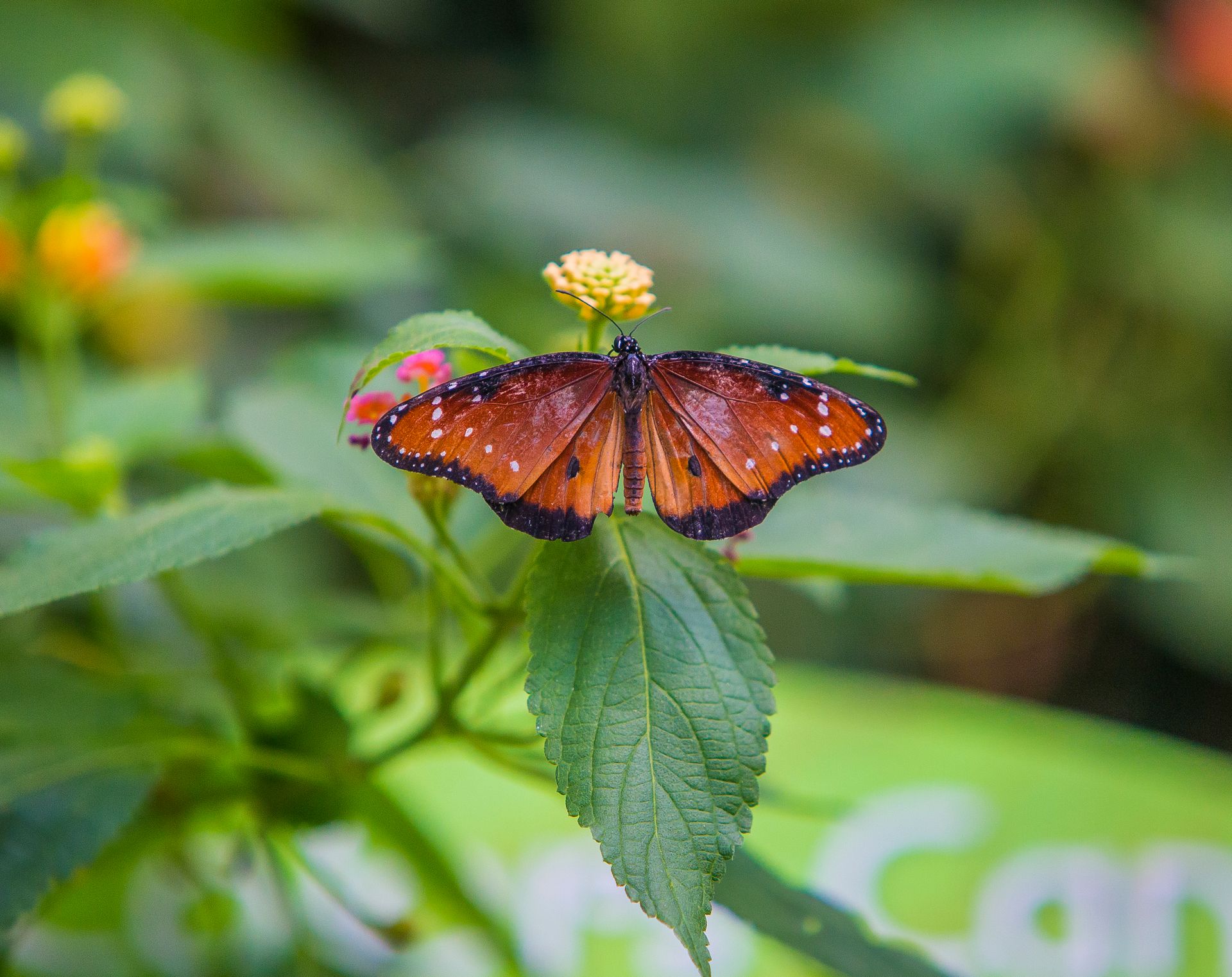 Nature Wildlife Pictures | Butterfly | Butterfly Garden Bronx Zoo | NYC Professional Photographer