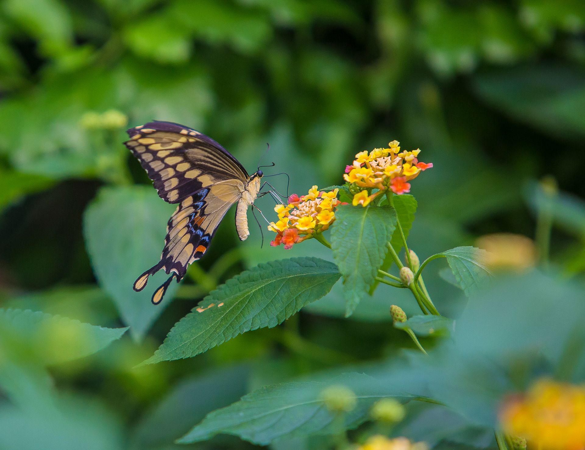 Nature Wildlife Pictures | Butterfly | Butterfly Garden Bronx Zoo | NYC Professional Photographer