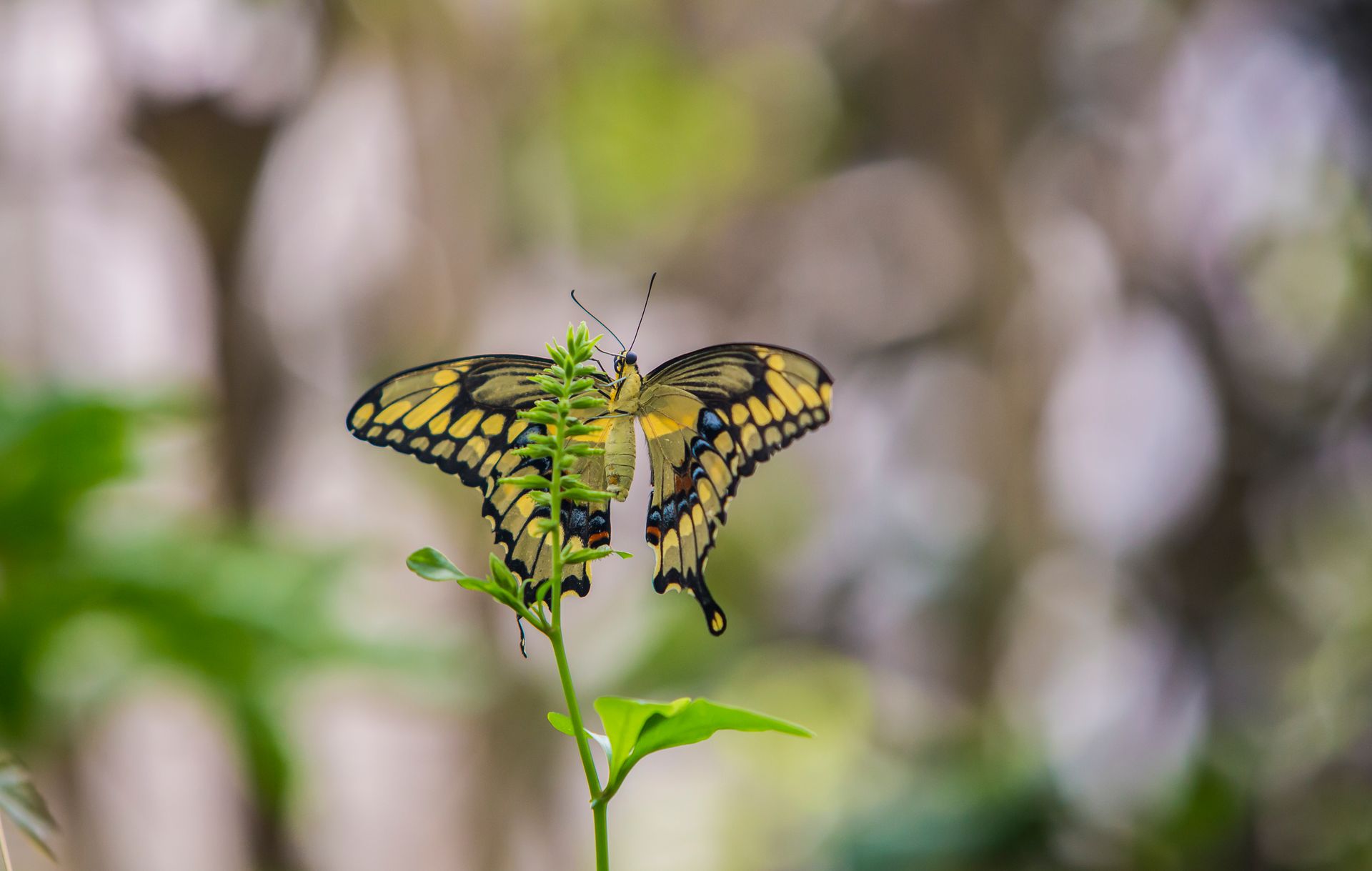 Nature Wildlife Pictures | Butterfly | Butterfly Garden Bronx Zoo | NYC Professional Photographer