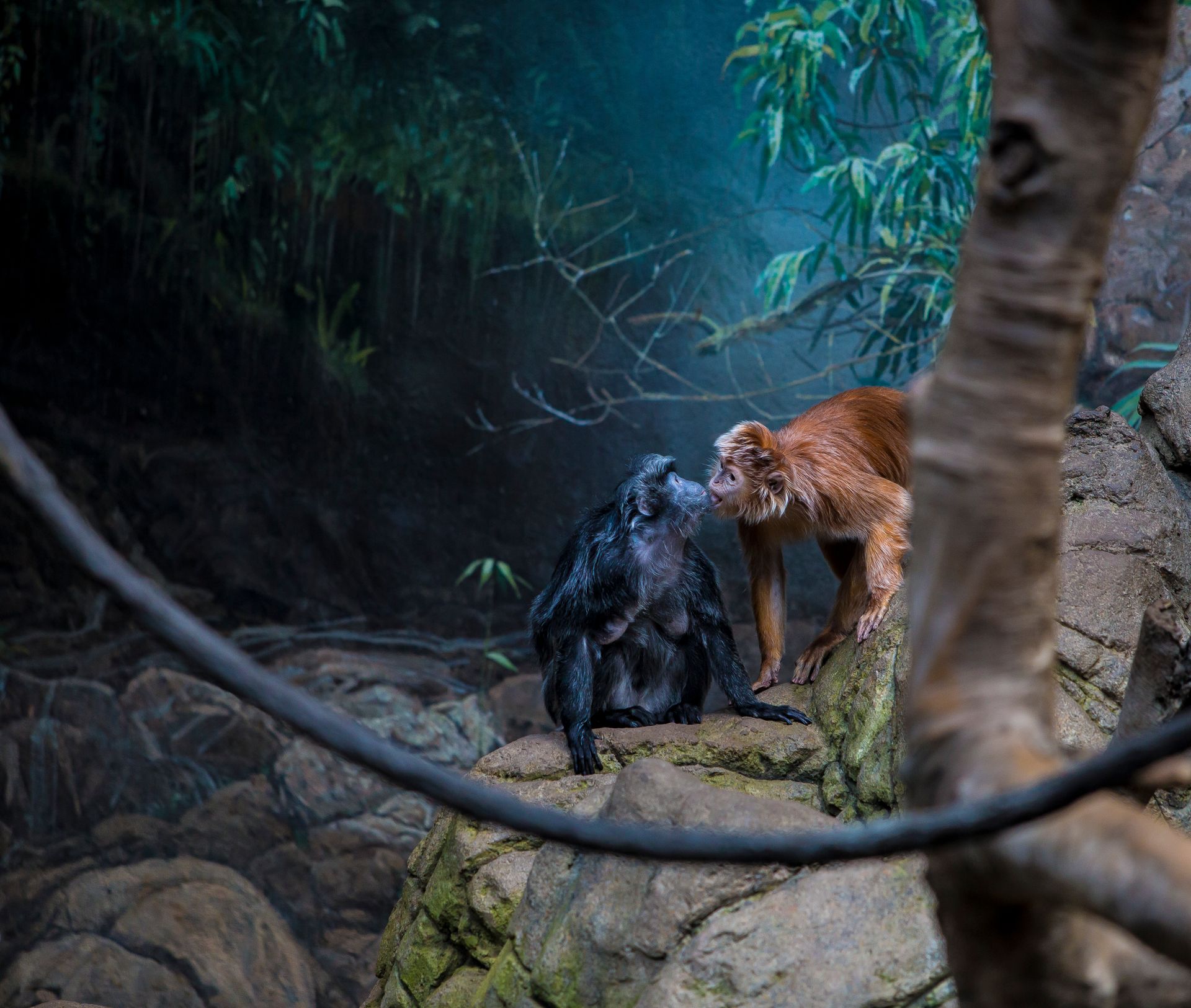Nature Photography | Nature Photographer | Bronx Zoo