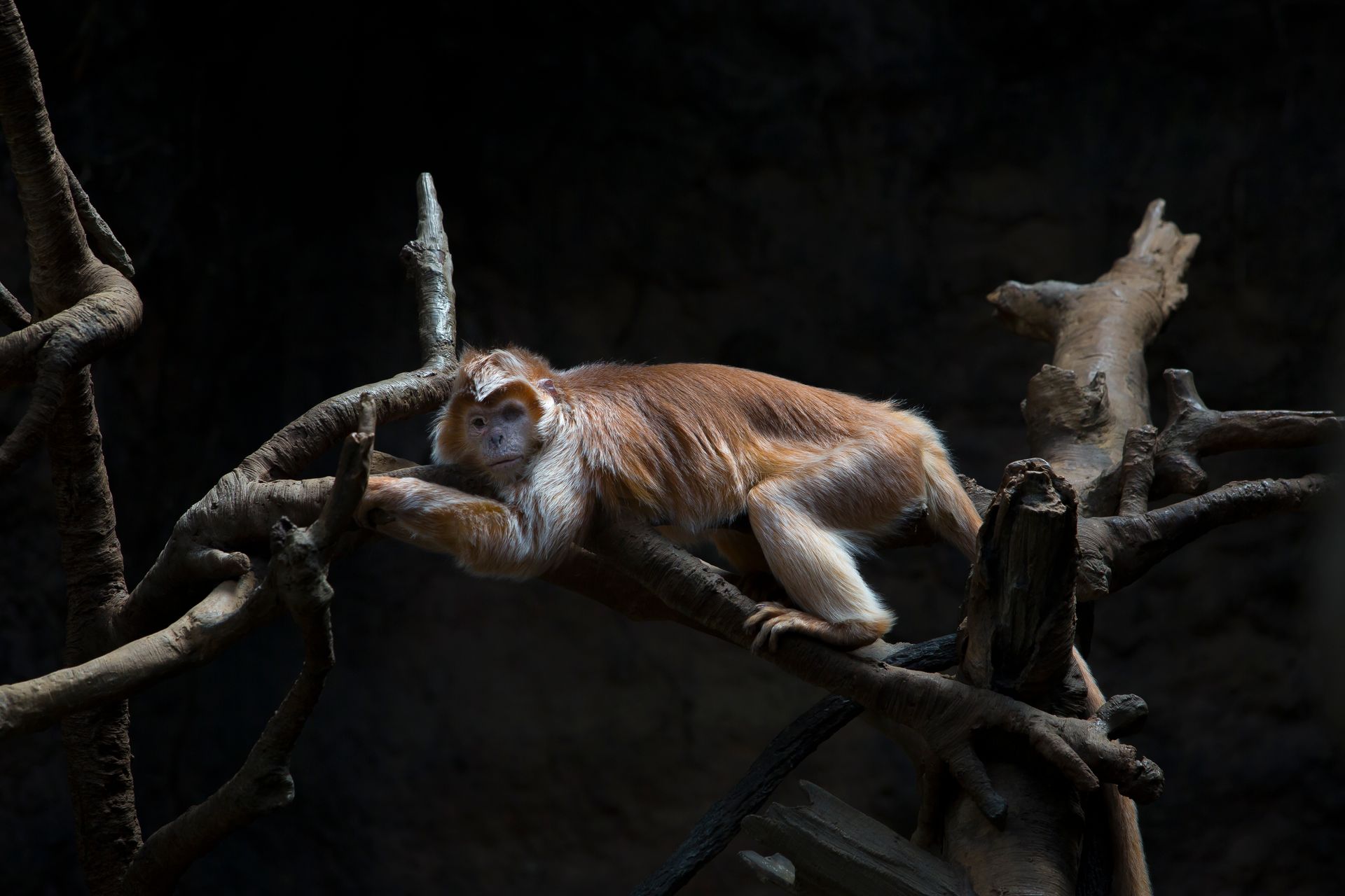Nature Wildlife Pictures | Monkey | Zoo | NYC Professional Photographer