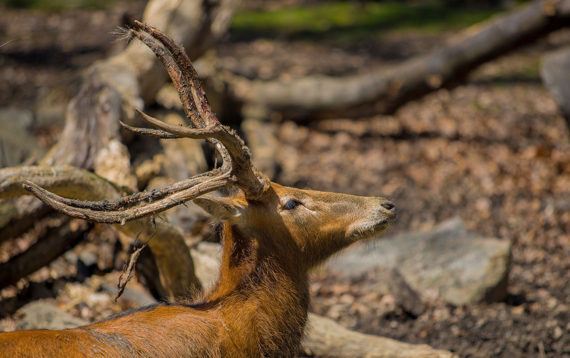 Nature Wildlife Pictures | Zoo | NYC Professional Photographer