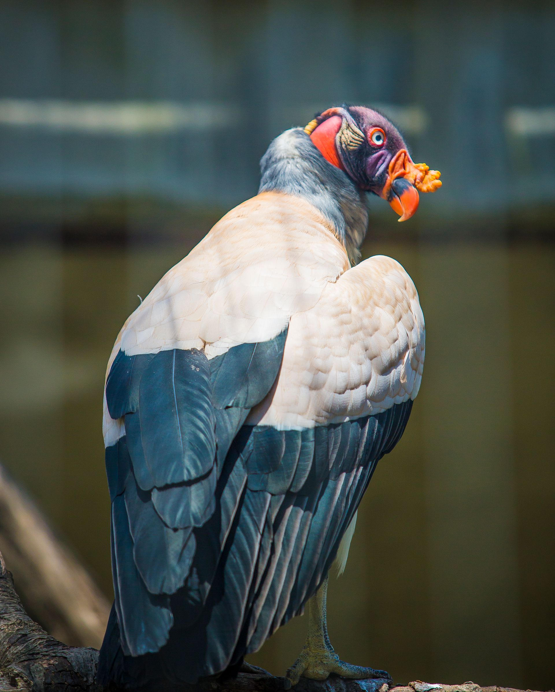 Nature Wildlife Pictures | Birds | Zoo | NYC Professional Photographer