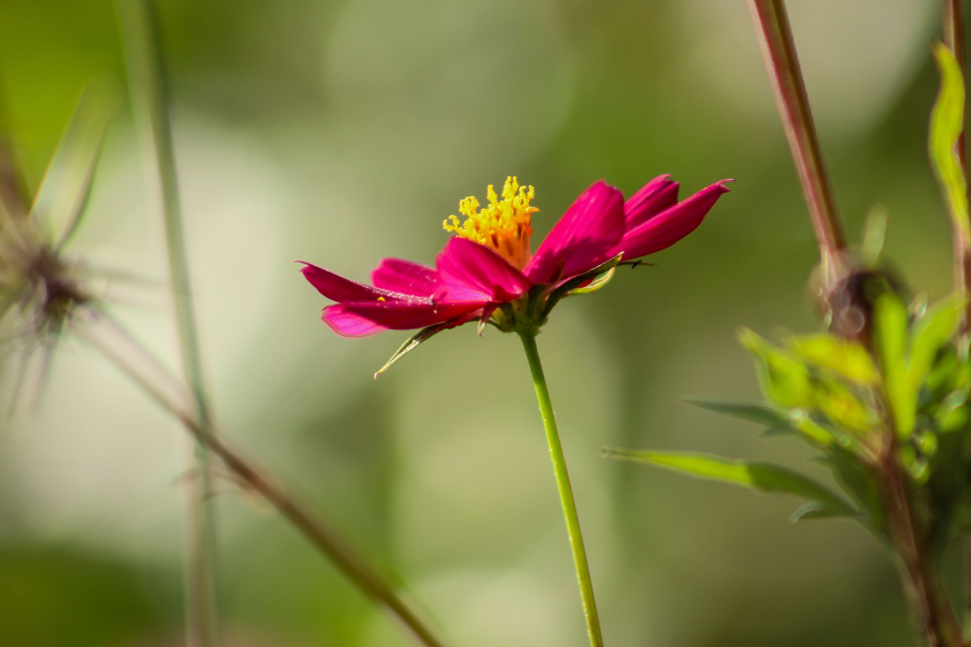 Nature Wildlife Pictures | Flora | Fauna| NYC Professional Photographer