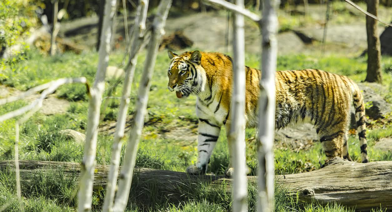 Nature Wildlife Pictures | Tiger | Bronx Zoo | NYC Professional Photographer