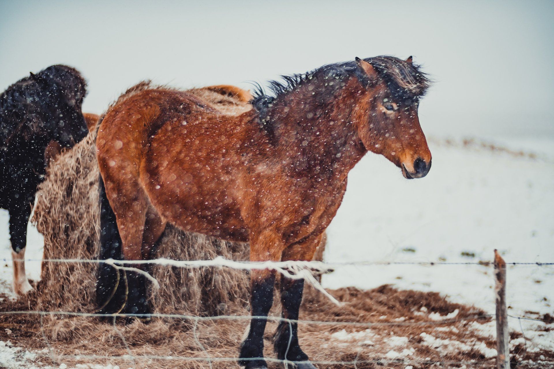 Travel Photography | Icelandic Horses Iceland | Iceland Travel | Iceland West Coast | Iceland South Coast | Iceland Horses