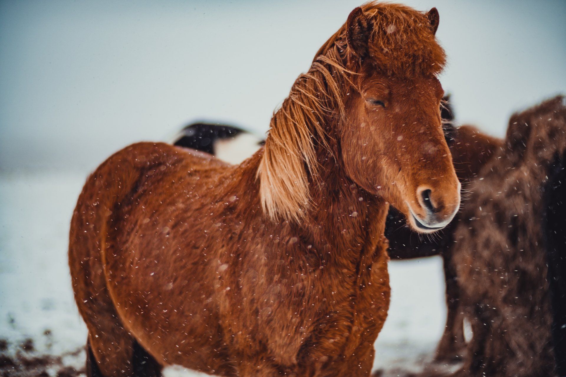Travel Photography | Icelandic Horses Iceland | Iceland Travel | Iceland West Coast | Iceland South Coast | Iceland Horses