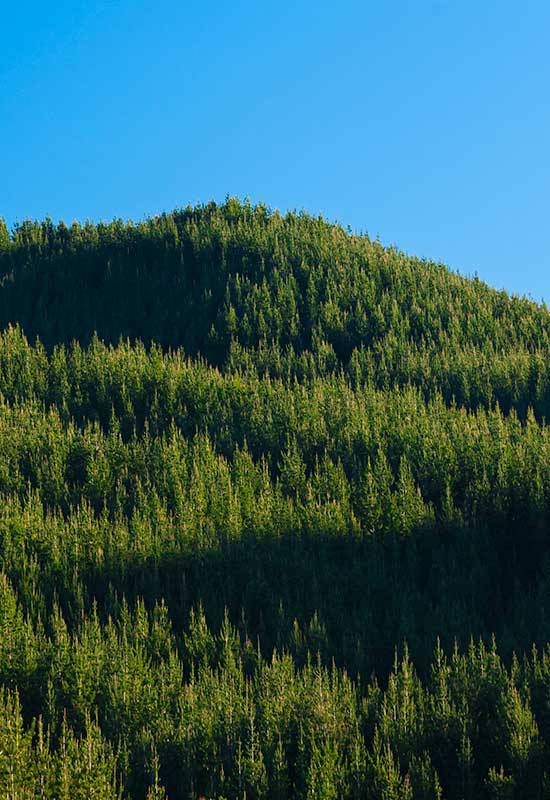 Forestry Management