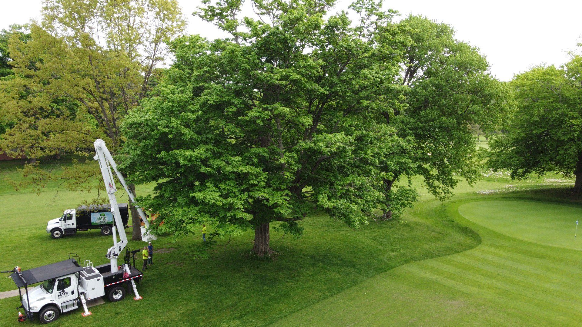Professional tree pruning work in the Williamsville, Depew & Cheektowaga, NY area