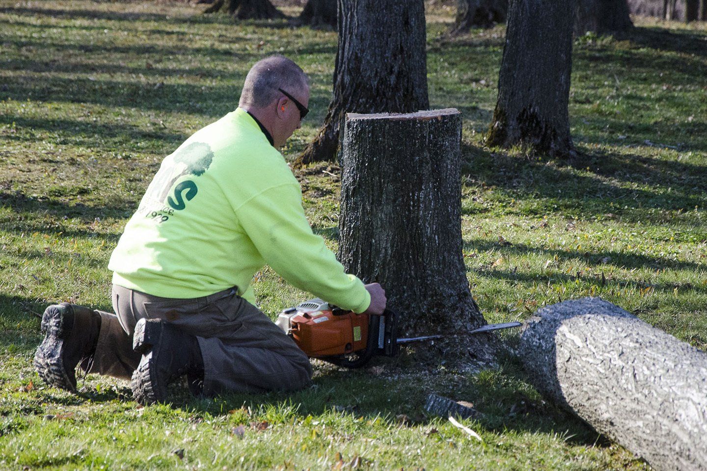 Tree Removal services in the Buffalo, NY area